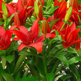 Lilium 'Red County' - Großblumige Gartenlilie