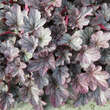 Heuchera 'Rave On': Bild 4/5