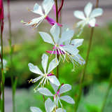 Gaura lindheimeri 'Whirling Butterflies' - Prachtkerze