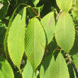 Acer carpinifolium: Bild 1/4