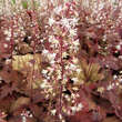 Heucherella 'Sweet Tea': Bild 2/6