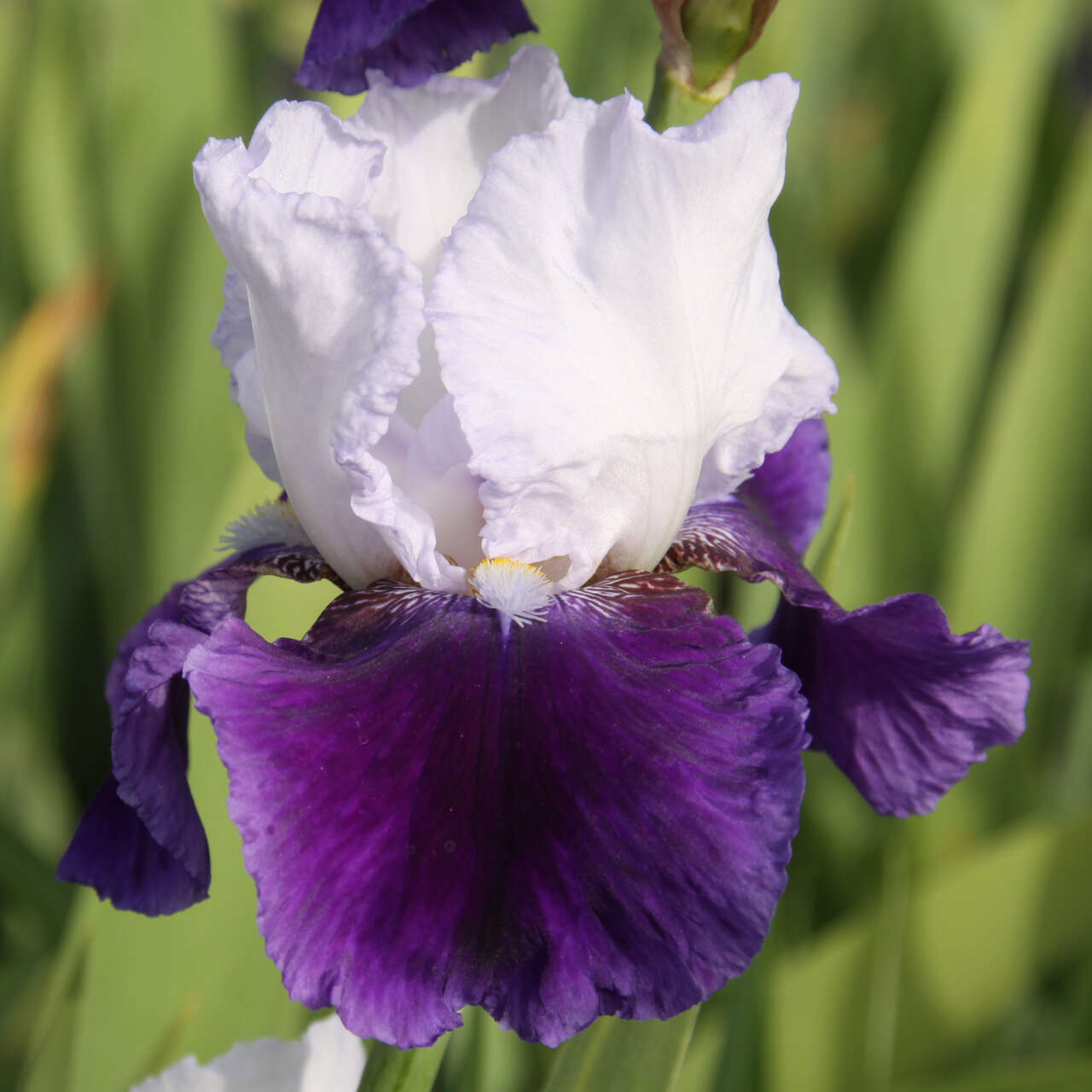 Hohe Schwertlilie, Iris Iris germ. 'Boysenberry Buttercup' violett