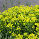 Euphorbia palustris - Sumpfwolfsmilch