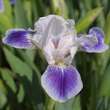 Iris pumila 'Boo': Bild 2/2