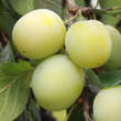 Prunus domestica 'Große Grüne Ringlotte': Bild 1/2