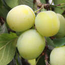 Prunus domestica 'Große Grüne Ringlotte' - Ringlotte