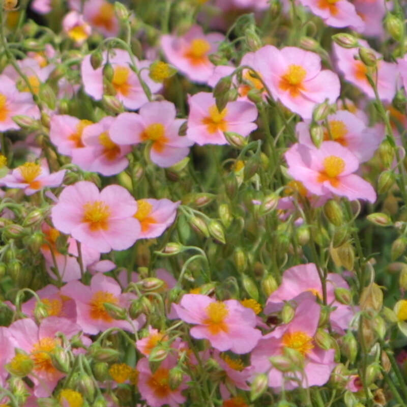 Sonnenröschen 'Lawrensons Pink' – Rosarote Staude Im 9-cm-Topf, Winterhart & Pflegeleicht