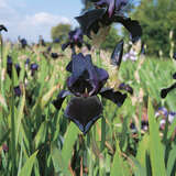 Iris germanica 'Black Dragon' - Hohe Schwertlilie, Iris