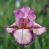 Iris germanica 'Rancho Rose' - Hohe Schwertlilie, Iris