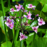 Butomus umbellatus - Schwanenlilie