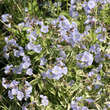 Polemonium reptans 'Stairway to Heaven': Bild 3/10