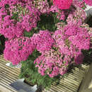 Achillea millef. 'New Vintage Violet' - Schafgarbe