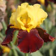 Iris germanica 'Andalou': Bild 1/2