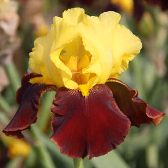 Iris germanica 'Andalou'