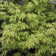 Acer palmatum 'Omuryama': Bild 1/5