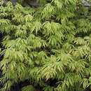 Japanischer Kaskadenahorn - Acer palmatum 'Omuryama'