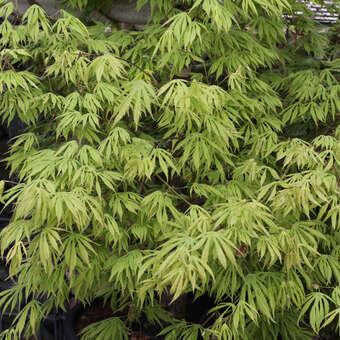 Acer palmatum 'Omuryama'