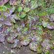 Podophyllum hexandrum: Bild 3/3