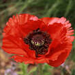 Papaver orientale 'Türkenlouis': Bild 1/6