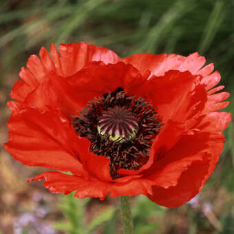 Papaver orientale 'Türkenlouis'