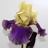 Iris germanica 'Jurassic Park' - Hohe Schwertlilie, Iris