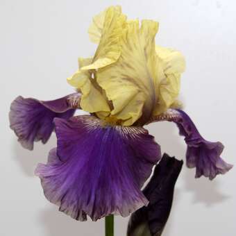 Iris germanica 'Jurassic Park'
