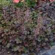 Heuchera micrantha 'Palace Purple': Bild 5/6