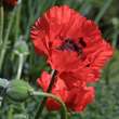 Papaver orientale 'Türkenlouis': Bild 5/6