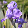 Iris pallida 'Variegata': Bild 2/3