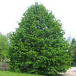 Corylus colurna: Bild 1/8
