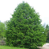 Corylus colurna - Baumhasel
