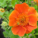 Geum coccineum 'Cooky' - Nelkenwurz
