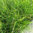 Carex davalliana: Bild 2/2