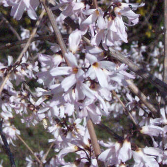 Abeliophyllum distichum