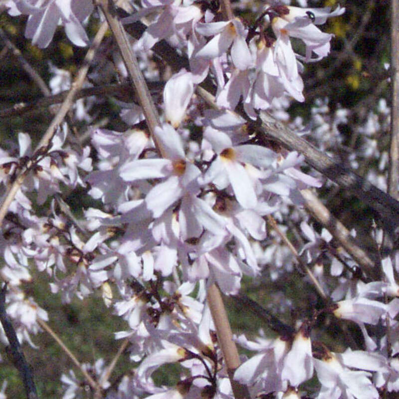 Schneeforsythie Abeliophyllum distichum weiß