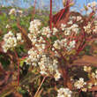 Persicaria microceph. 'Red Dragon': Bild 4/5