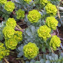 Euphorbia myrsinites - Walzen-Wolfsmilch