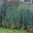 Typha latifolia: Bild 6/6