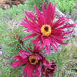 Pulsatilla vulgaris 'Papageno': Bild 5/9