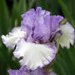 Iris germanica 'Established Powers': Bild 1/3