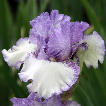 Iris germanica 'Established Powers'