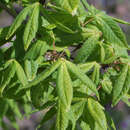 Acer triflorum - Dreiblütiger Ahorn