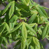 Dreiblütiger Ahorn - Acer triflorum