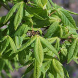 Acer triflorum - Dreiblütiger Ahorn