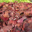 Heuchera 'Fire Alarm': Bild 2/2