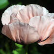 Papaver orientale 'Queen Alexandra': Bild 2/6