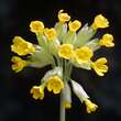 Primula veris: Bild 2/2