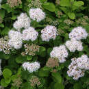 Spiraea betulifolia 'Tor' - Birkenblatt-Spierstrauch