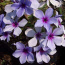 Phlox divaricata 'Chattahoochee' - Waldphlox