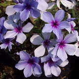 Phlox divaricata 'Chattahoochee' - Waldphlox